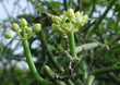 Acidum picrinicum Trit. 6X
