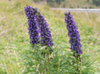 Key InAconitum napellus