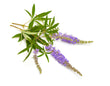 Agnus castus 2X