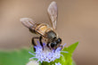 Apis (honeybee)