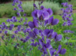 Baptisia (wild indigo)