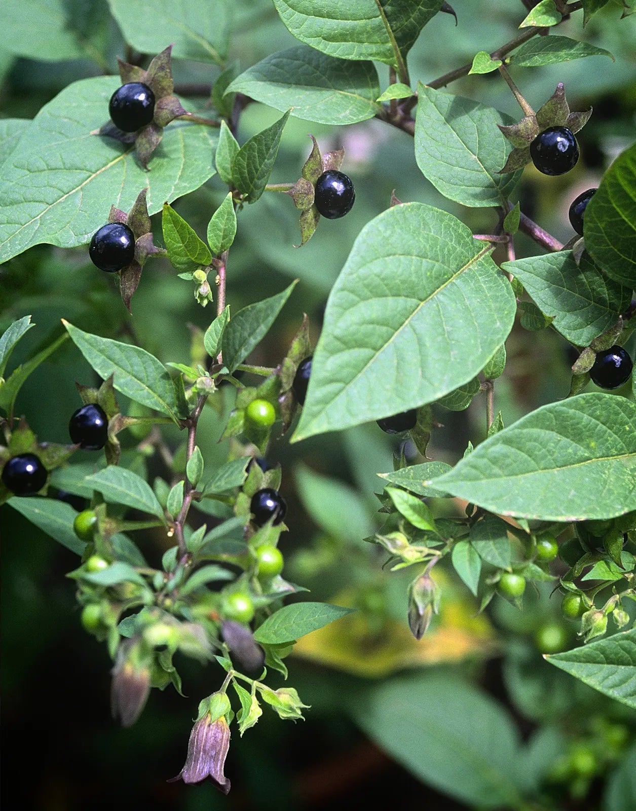Belladonna