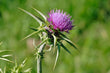 Carduus marianus mother tincture