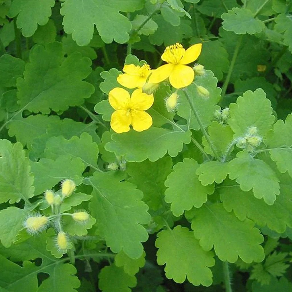 Chelidonium D3