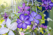 Clematis D4 0.47g