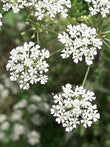 Conium maculatum trit. D6 10mg