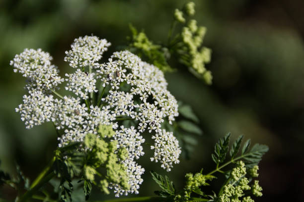 Conium maculatum trit. D6