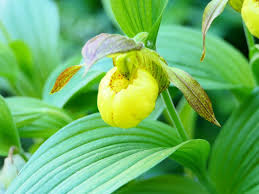 Cypripedium pubescens