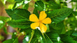 Damiana Trit. 2X