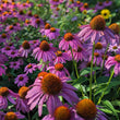 Echinacea