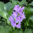Eichhornia D1