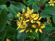 Galphimia glauca trit. D4 45mg