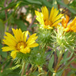 Grindelia