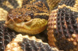 Lachesis (bushmaster)
