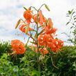 Lilium tigrinum 2X