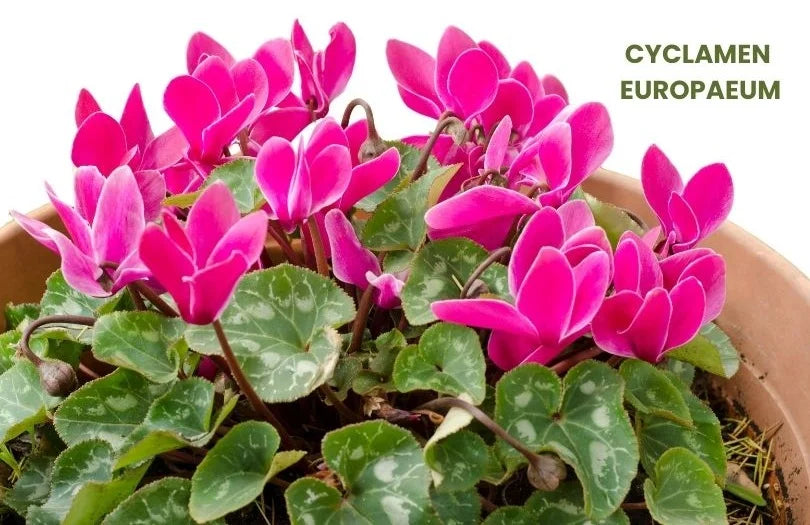 Mercurius cyanatus