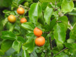 Nux vomica 4X