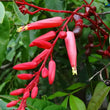 Quassia amara