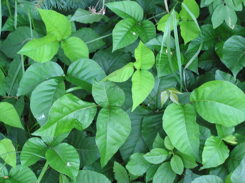 Rhus toxicodendron