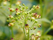 Scrophularia nodosa D3 0.94 g