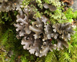 Sticta pulmonaria