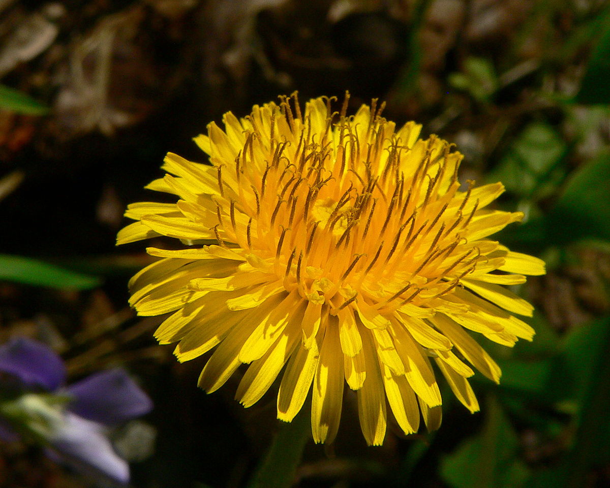 Taraxacum D3