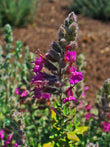 Teucrium marum trit. D4 10mg