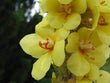 Verbascum densiflorum trit. D2 10mg