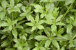 Yohimbinum hydrochloricum Trit.