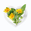 Arnica montana D4